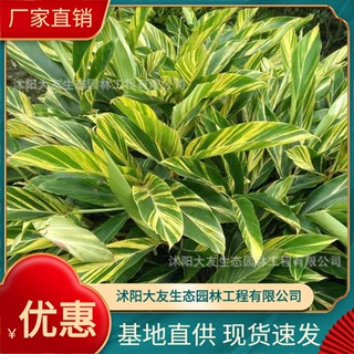花叶良姜基地批发 自产自销  品种齐全景区造景工程绿化苗