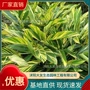 景区齐全品种基地绿化苗