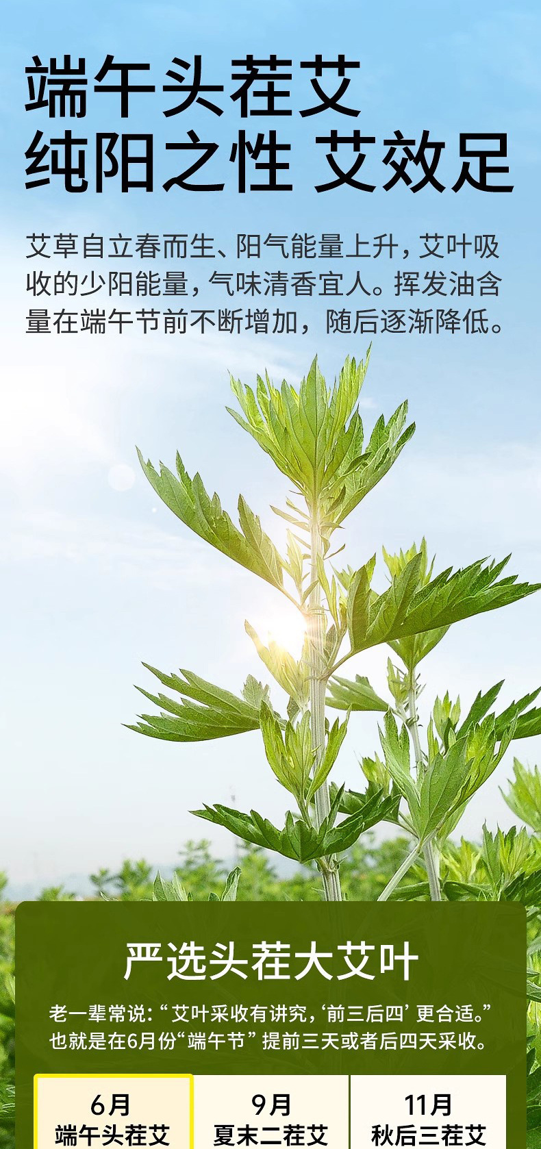 Mugwort Foot Soak Pack Ai Ye 25g x 20 Bags Wild Dried Chinese Herbal Bath and Foot Soak quality and texture