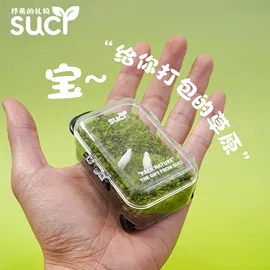 微景观;微景观瓶;其他园林植物