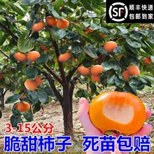 无核脆甜柿子树果苗特大带土南方北方种植庭院果树巧克力柿子苗树