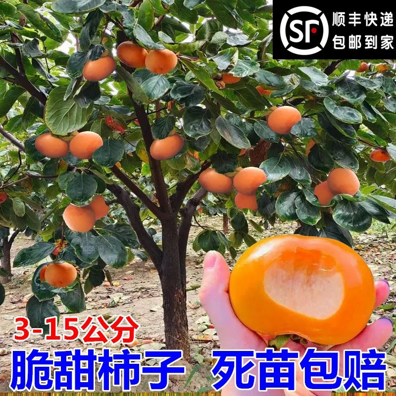 无核脆甜柿子树果苗特大带土南方北方种植庭院果树巧克力柿子苗树