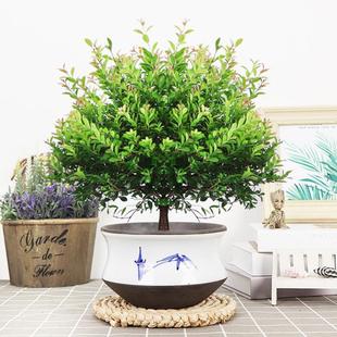 Small-Leaf Red Nan Plant Potted Old Stump Flower Bonsai Easy to Maintain in the Office All Year Round Evergreen Ceramic Pot Green Plant