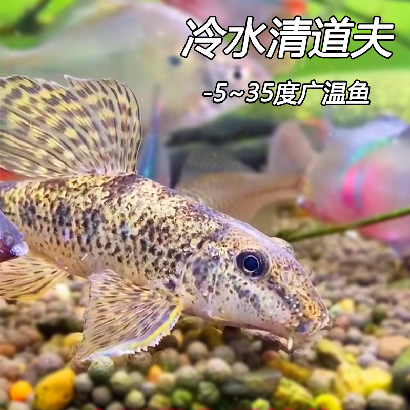 Cold Water Cleaner, Freshwater Mouse Fish, Fish Tank Cleaning Tool Fish, Sand Flipping Stick Flower Fish, Fish Feces-Eating Garbage Fish