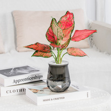 ���W͸��ˮ�໨������͸���²����Gֲ��������[��ˮ�B�^������ƿ