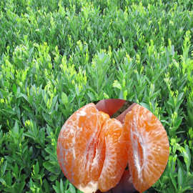 四川耙耙柑橘 果树苗木批发采购价格图片嫁接优质春见果苗