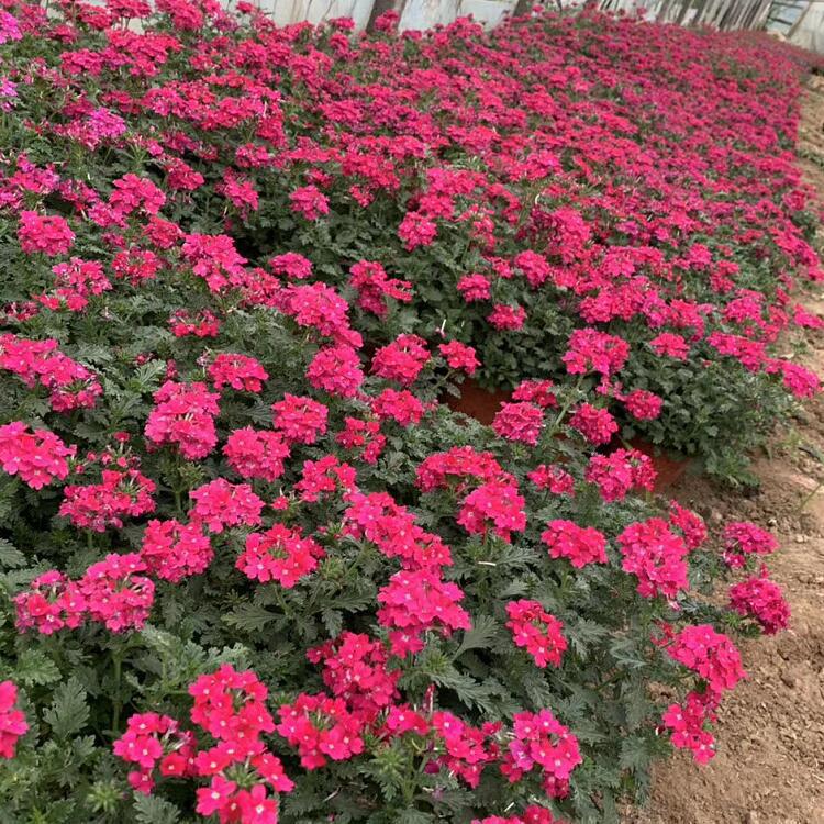 QQ图片20200807155506