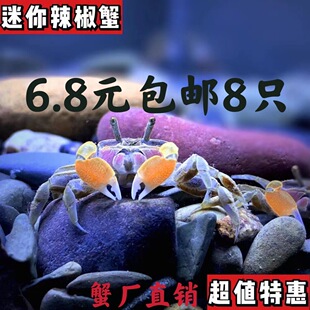 Mini Crab, Chili Crab, Pet Fish Tank, Ornamental Crab, Freshwater Live Grass Tank, Deep Water Breeding Small Crab, Algae Removal Crab