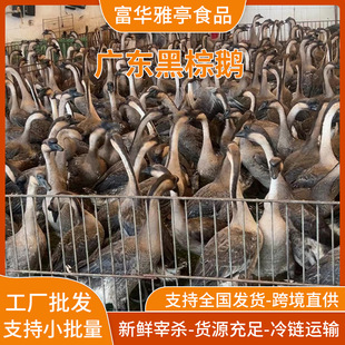 ���ں����Z�F�׬F���F�l���h�����Z�Ƶ��ʽ��͏d���ß��D���Z