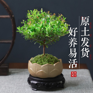 �ٰlС�~����辰��С���ԾGֲ���k����J�����滨�ܺ��B�ļ�����