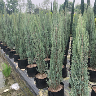 �{���� �ؘ� �ɶ��@�־��^�G������ֲ�� �{ɫС��ľ ͥԺ�Gֲ