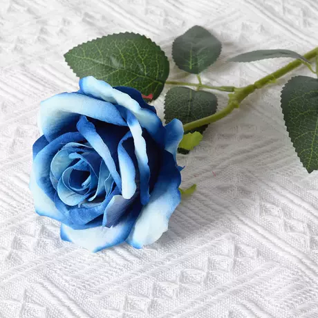 Large velvet rose blue