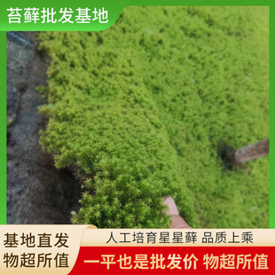 Artificially Cultivated Star Moss Wholesale Fresh Plants Japanese Garden Landscaping Moss Landscaping Micro Landscape Moss Shop