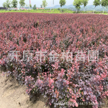 苗圃供应紫叶小檗工程小苗 绿篱色块杯苗 红叶叶小檗树苗绿化苗木