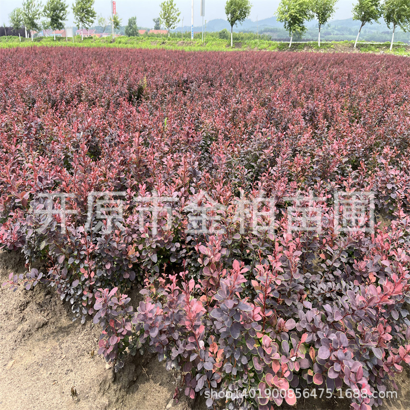 苗圃供应紫叶小檗工程小苗 绿篱色块杯苗 红叶叶小檗树苗绿化苗木