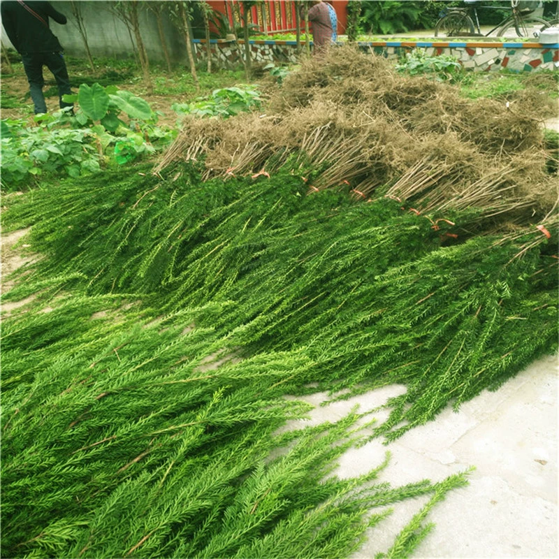 База Оптовая Mandia Taxus саженец Вилла Двор Зеленое Растение Горшечное Растение Пересадка Рассада Рождественская Елка Очистить Воздух