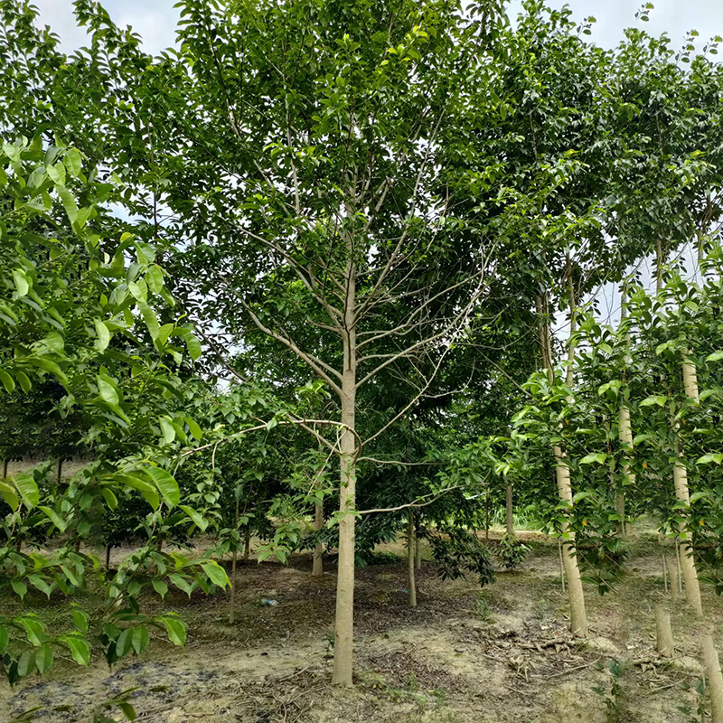 基地直供18-20CM乐昌含笑 全冠切杆乐昌含笑 苗圃批发量大从优