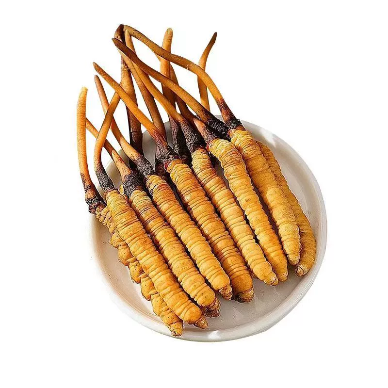 2025 Fresh Cordyceps sinensis genuine Cordyceps sinensis Kacha Nagqu, Tibet High Altitude Fresh Cordyceps tonic