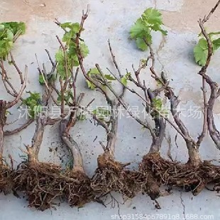 10-Year-Old Large Seedling Grape Saplings, Fruit Saplings, Four-Season Potted Ground Planting Grape Seedlings, Climbing Vines, and Fruiting in the Same Year