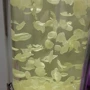 精选茉莉花瓣