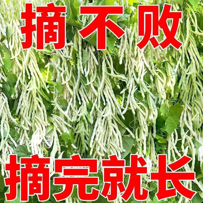 白不老豆角四季豆老来少芸豆种子九粒白芸豆高产春秋季蔬菜种子