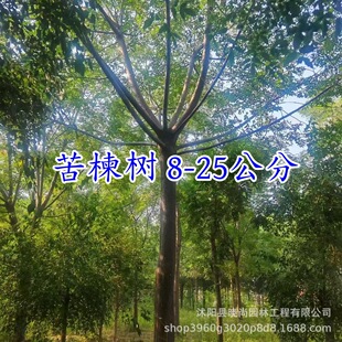 ��鬘���鬘��ϻ������Ә���8-25���ִֿ�鬴����ؿ�鬮a��