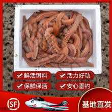 沙蚕活饵海蜈蚣海蚯蚓青虫活饵海钓饵鲤鱼饵野钓海钓活沙蚕