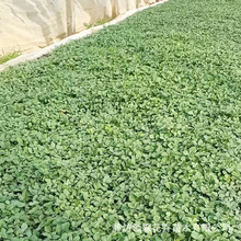 ���̾G����ݮ�I�B���� ���������Եر��� ͥԺ�@�ֶ�������ݮ����