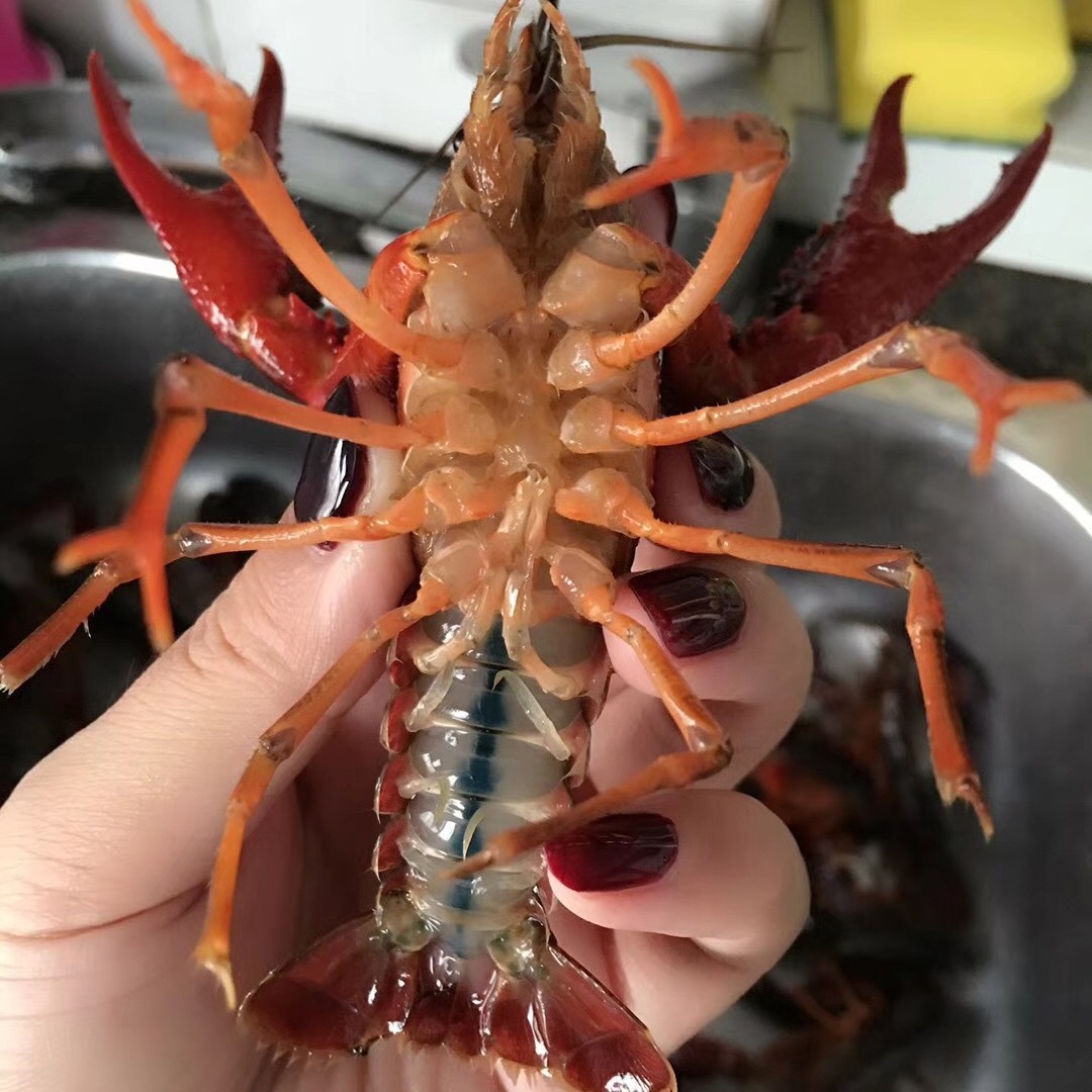 湖北潜江洪湖清水虾养殖海鲜水产鲜活夏季小龙虾鲜活活虾批发