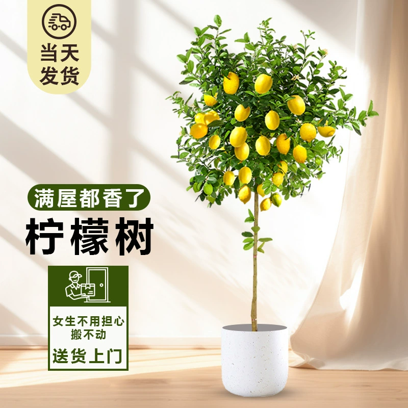 Парфюмерное лимонное дерево в горшке с фруктами, съедобное зеленое растение, большой балкон в гостиной, четырехсезонное цветущее растение, простое в уходе