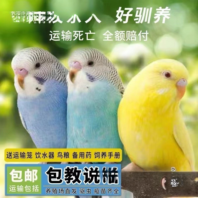Direct Sales from the Manufacturer: Live Parrots, Live Animals, Budgerigars, Talking Birds, Pet Birds, Small Cloud-Vented Parakeets