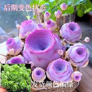 ˮ����õ�����ֲ��Ʒ�N��ȫ�tõ���Ʒ�Ʊ�õ���u���҃��ļ�׃ɫ