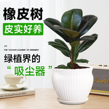 黑金刚橡皮树盆栽室内吸甲醛绿植四季好养易活橡胶树植物净化空气