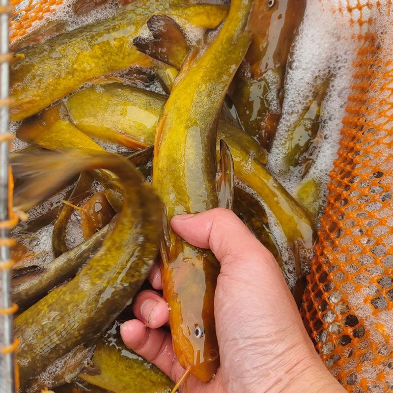 Сычуаньские мальки хвостатой рыбы пресноводная культивация съедобная редкая и прочная местная рожковая рыба маленькие съедобные холодноводные мальки