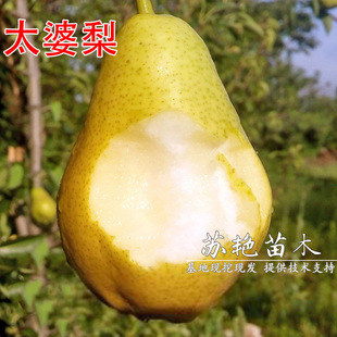 ̫����������޽ӹ����� �㽶������^�S����ܛ������䮔��Y��