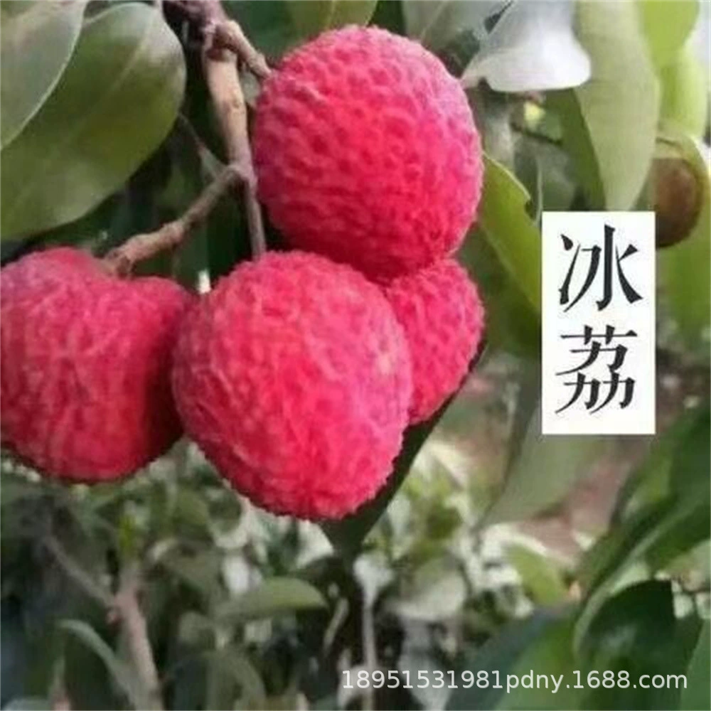 Прививка ледяных саженцев личи Feizixiao клейкий рис Zigui аромат Бессемянные саженцы личи в горшках посадка плодоносных саженцев года
