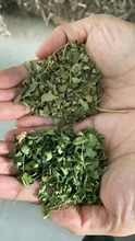 产地辣木叶原料批发 辣木叶干叶 Moringa leaves