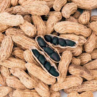 С��������22��؛��Ϻڻ����׎������ķN�Ӻ�Ƥ�������ϷN�����l