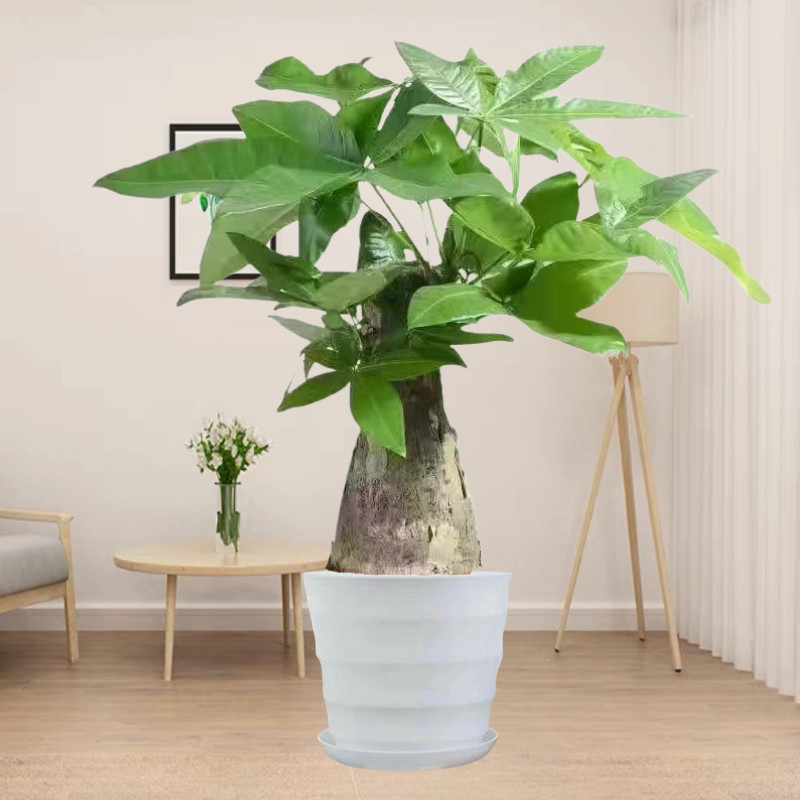 发财树植物客厅盆栽大型绿植除甲醛四季常青办公室内净化空气招财