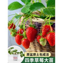 冬季盆栽奶油草莓种籽子种植四季种子白 苗带土带盆大食用秧草梅