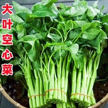 ~Ĳ~N׷NN~˶βļԲN߲˷N