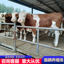 ����ţ ����ţ�� ���T����ţ�Nţ �A�ϵ؅^�BţƷ�N ���Bţ