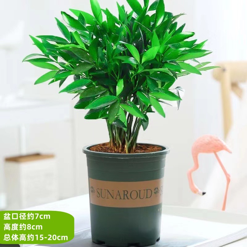 모기퇴치대나무, 편백나무 10개 + [갤런포트] + 영양액