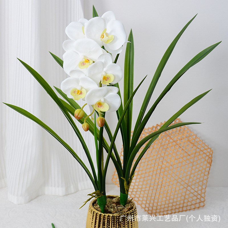 PE feel Cymbidium leaf