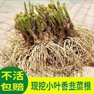 �r���²��ϸ����r���~�²˸����ϸ����~�t���²˸���ɫ�Sѿ��Ʒ�N