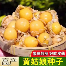 农家小菇娘果种子黄姑娘果种籽特大甜洋姑娘灯笼果四季水果种子