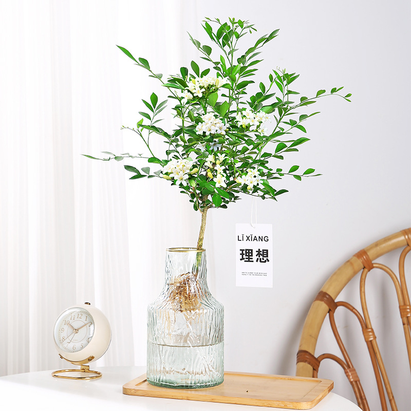 水培植物九里香盆栽四季开花室内客厅桌面玻璃瓶高端花卉绿植好养