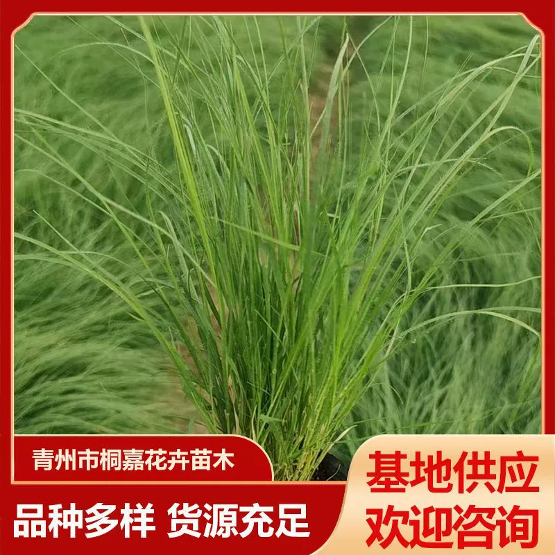 Бизонная трава, популярная трава, цветочные клумбы, ландшафтное садоводство, цветочные композиции, защита от подтаптывания склонов и почвофиксирующий газон.