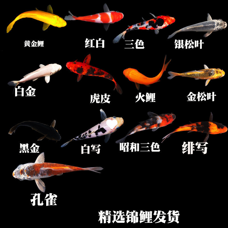 冷水観賞魚、日本鯉、純種ドイツ鯉、飼育しやすい、大正三色赤白稚魚金魚|undefined