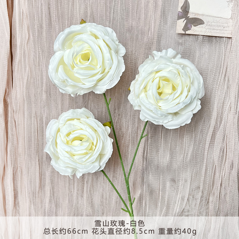 YY3-ภูเขาหิมะกุหลาบ-ขาว